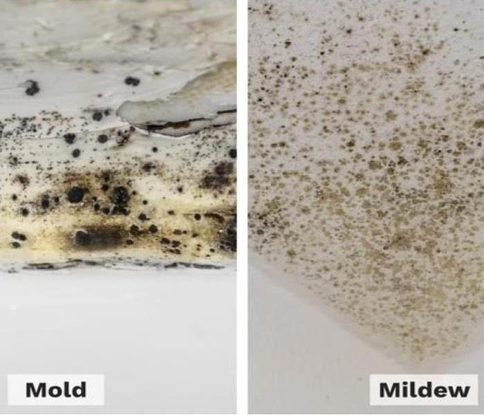 The right side of the photo shows Mildew as a brownish color. The Mold on the left side is much darker almost black.