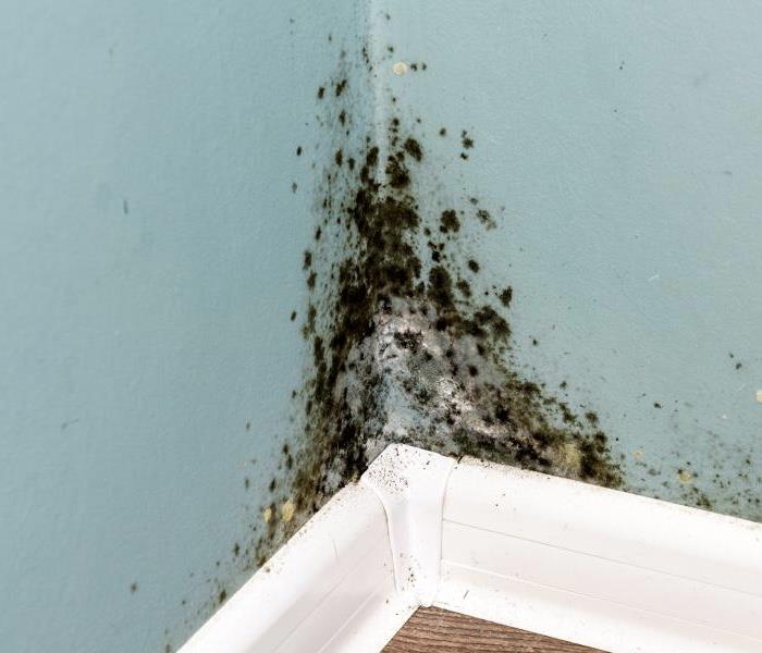 Blue wall, large amount of mold growing on wall