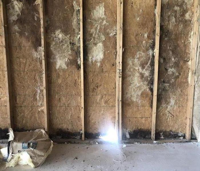 Large wall with 6 studs, grey floor, black mold growing all over the plywood